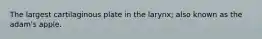 The largest cartilaginous plate in the larynx; also known as the adam's apple.