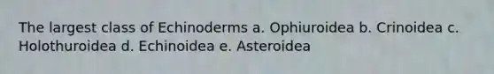 The largest class of Echinoderms a. Ophiuroidea b. Crinoidea c. Holothuroidea d. Echinoidea e. Asteroidea