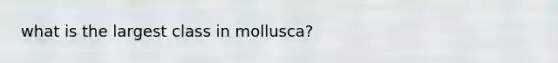 what is the largest class in mollusca?