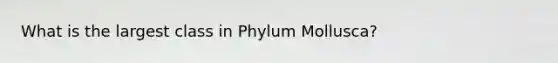 What is the largest class in Phylum Mollusca?