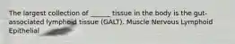 The largest collection of ______ tissue in the body is the gut-associated lymphoid tissue (GALT). Muscle Nervous Lymphoid Epithelial
