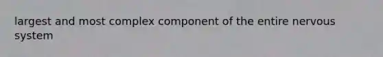 largest and most complex component of the entire <a href='https://www.questionai.com/knowledge/kThdVqrsqy-nervous-system' class='anchor-knowledge'>nervous system</a>