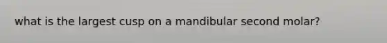 what is the largest cusp on a mandibular second molar?