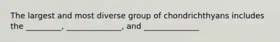 The largest and most diverse group of chondrichthyans includes the _________, ______________, and ______________