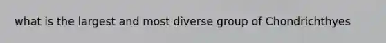 what is the largest and most diverse group of Chondrichthyes