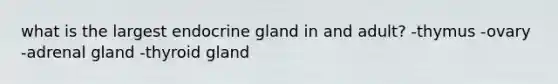 what is the largest endocrine gland in and adult? -thymus -ovary -adrenal gland -thyroid gland