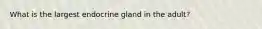 What is the largest endocrine gland in the adult?