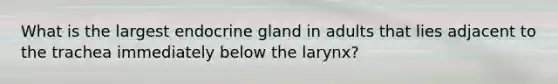 What is the largest endocrine gland in adults that lies adjacent to the trachea immediately below the larynx?