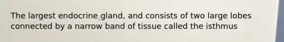 The largest endocrine gland, and consists of two large lobes connected by a narrow band of tissue called the isthmus