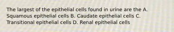 The largest of the epithelial cells found in urine are the A. Squamous epithelial cells B. Caudate epithelial cells C. Transitional epithelial cells D. Renal epithelial cells