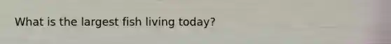 What is the largest fish living today?