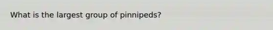 What is the largest group of pinnipeds?