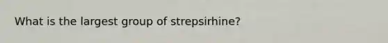 What is the largest group of strepsirhine?