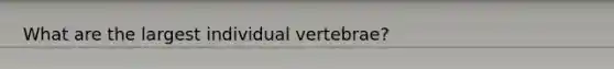 What are the largest individual vertebrae?