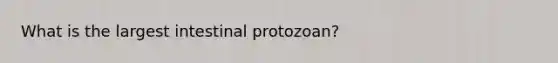 What is the largest intestinal protozoan?