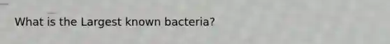 What is the Largest known bacteria?