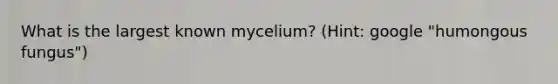 What is the largest known mycelium? (Hint: google "humongous fungus")