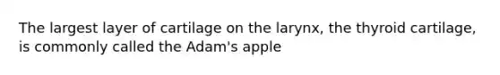 The largest layer of cartilage on the larynx, the thyroid cartilage, is commonly called the Adam's apple