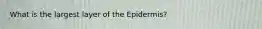 What is the largest layer of the Epidermis?