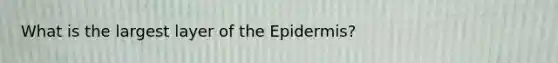 What is the largest layer of the Epidermis?