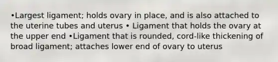 •Largest ligament; holds ovary in place, and is also attached to the uterine tubes and uterus • Ligament that holds the ovary at the upper end •Ligament that is rounded, cord-like thickening of broad ligament; attaches lower end of ovary to uterus