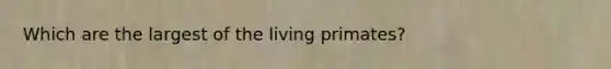 Which are the largest of the living primates?