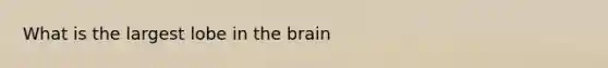 What is the largest lobe in the brain