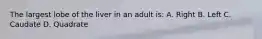 The largest lobe of the liver in an adult is: A. Right B. Left C. Caudate D. Quadrate