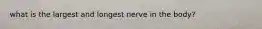 what is the largest and longest nerve in the body?