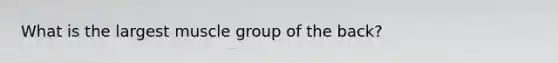What is the largest muscle group of the back?