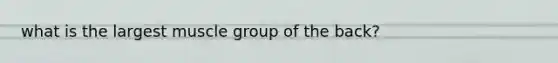 what is the largest muscle group of the back?