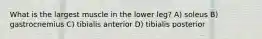 What is the largest muscle in the lower leg? A) soleus B) gastrocnemius C) tibialis anterior D) tibialis posterior