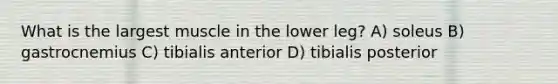 What is the largest muscle in the lower leg? A) soleus B) gastrocnemius C) tibialis anterior D) tibialis posterior