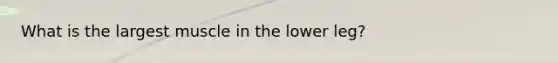 What is the largest muscle in the lower leg?