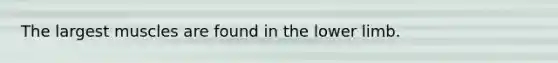 The largest muscles are found in the <a href='https://www.questionai.com/knowledge/kF4ILRdZqC-lower-limb' class='anchor-knowledge'>lower limb</a>.