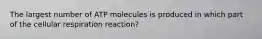 The largest number of ATP molecules is produced in which part of the cellular respiration reaction?