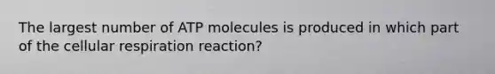 The largest number of ATP molecules is produced in which part of the cellular respiration reaction?