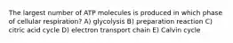 The largest number of ATP molecules is produced in which phase of cellular respiration? A) glycolysis B) preparation reaction C) citric acid cycle D) electron transport chain E) Calvin cycle