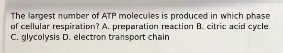 The largest number of ATP molecules is produced in which phase of <a href='https://www.questionai.com/knowledge/k1IqNYBAJw-cellular-respiration' class='anchor-knowledge'>cellular respiration</a>? A. preparation reaction B. citric acid cycle C. glycolysis D. electron transport chain