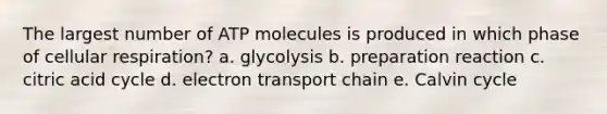 The largest number of ATP molecules is produced in which phase of cellular respiration? a. glycolysis b. preparation reaction c. citric acid cycle d. electron transport chain e. Calvin cycle