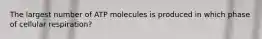 The largest number of ATP molecules is produced in which phase of cellular respiration?