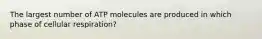 The largest number of ATP molecules are produced in which phase of cellular respiration?