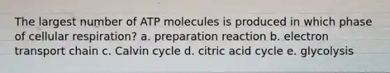 The largest number of ATP molecules is produced in which phase of cellular respiration? a. preparation reaction b. electron transport chain c. Calvin cycle d. citric acid cycle e. glycolysis