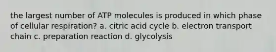 the largest number of ATP molecules is produced in which phase of cellular respiration? a. citric acid cycle b. electron transport chain c. preparation reaction d. glycolysis