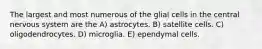 The largest and most numerous of the glial cells in the central nervous system are the A) astrocytes. B) satellite cells. C) oligodendrocytes. D) microglia. E) ependymal cells.