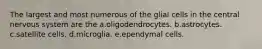 The largest and most numerous of the glial cells in the central nervous system are the a.oligodendrocytes. b.astrocytes. c.satellite cells. d.microglia. e.ependymal cells.