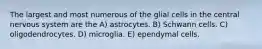 The largest and most numerous of the glial cells in the central nervous system are the A) astrocytes. B) Schwann cells. C) oligodendrocytes. D) microglia. E) ependymal cells.