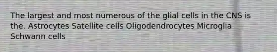 The largest and most numerous of the glial cells in the CNS is the. Astrocytes Satellite cells Oligodendrocytes Microglia Schwann cells