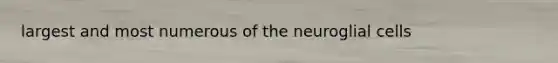 largest and most numerous of the neuroglial cells
