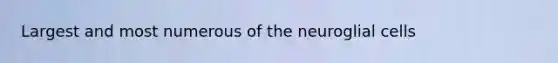 Largest and most numerous of the neuroglial cells